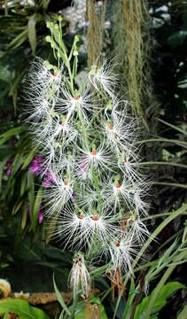 Habenaria medusa Kraenzl. resmi