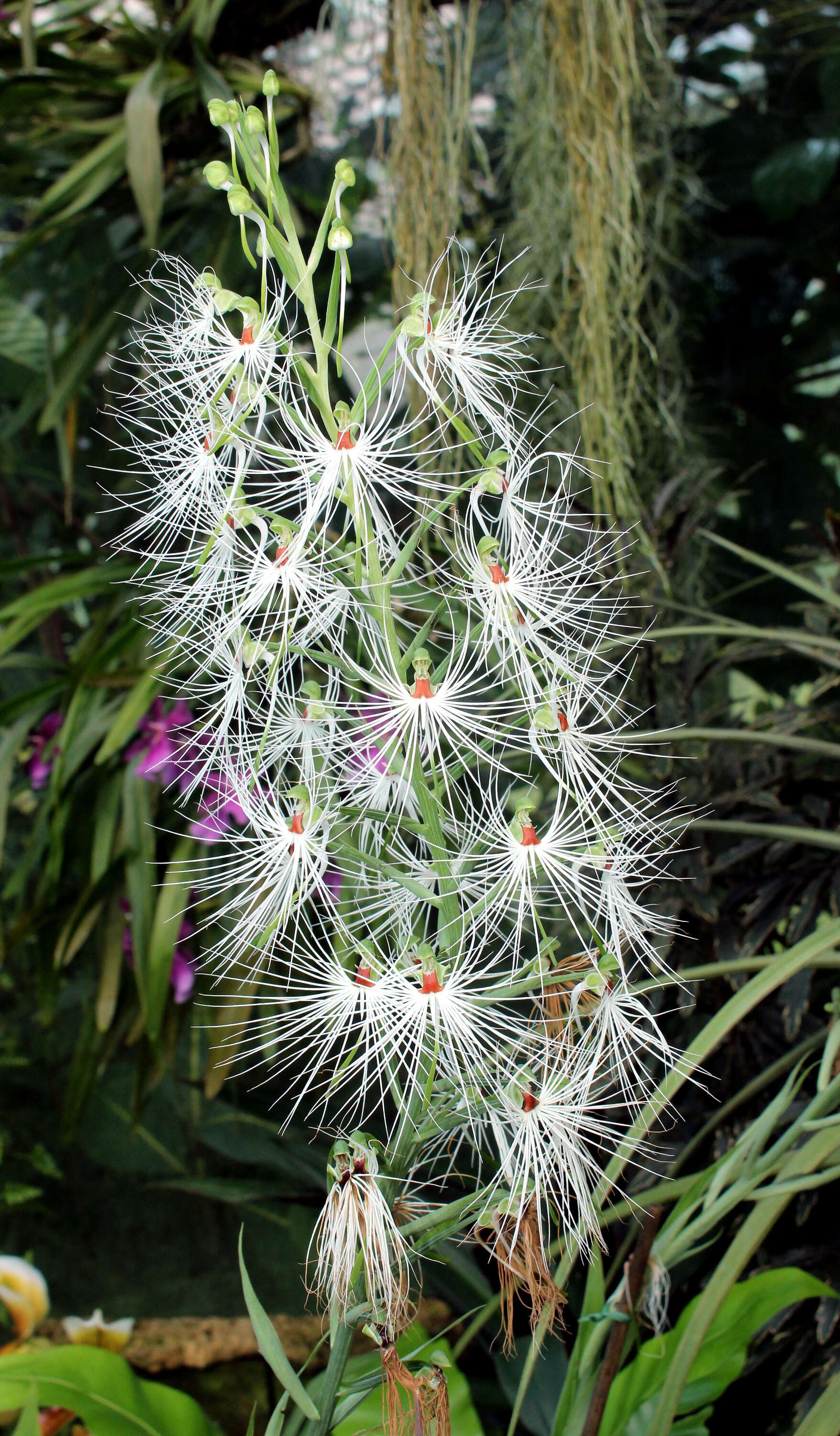 Habenaria medusa Kraenzl. resmi