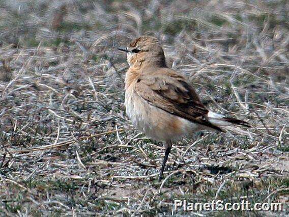 Image of Isabelline Wheatear