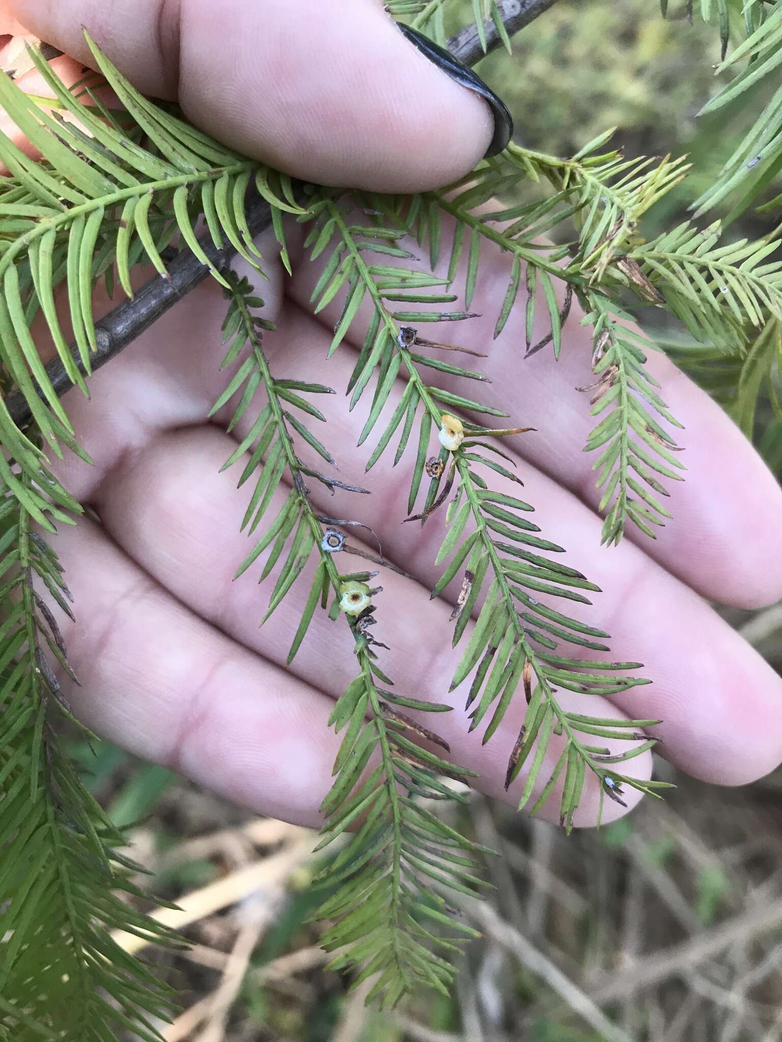 Image of Cypress Gall Midges