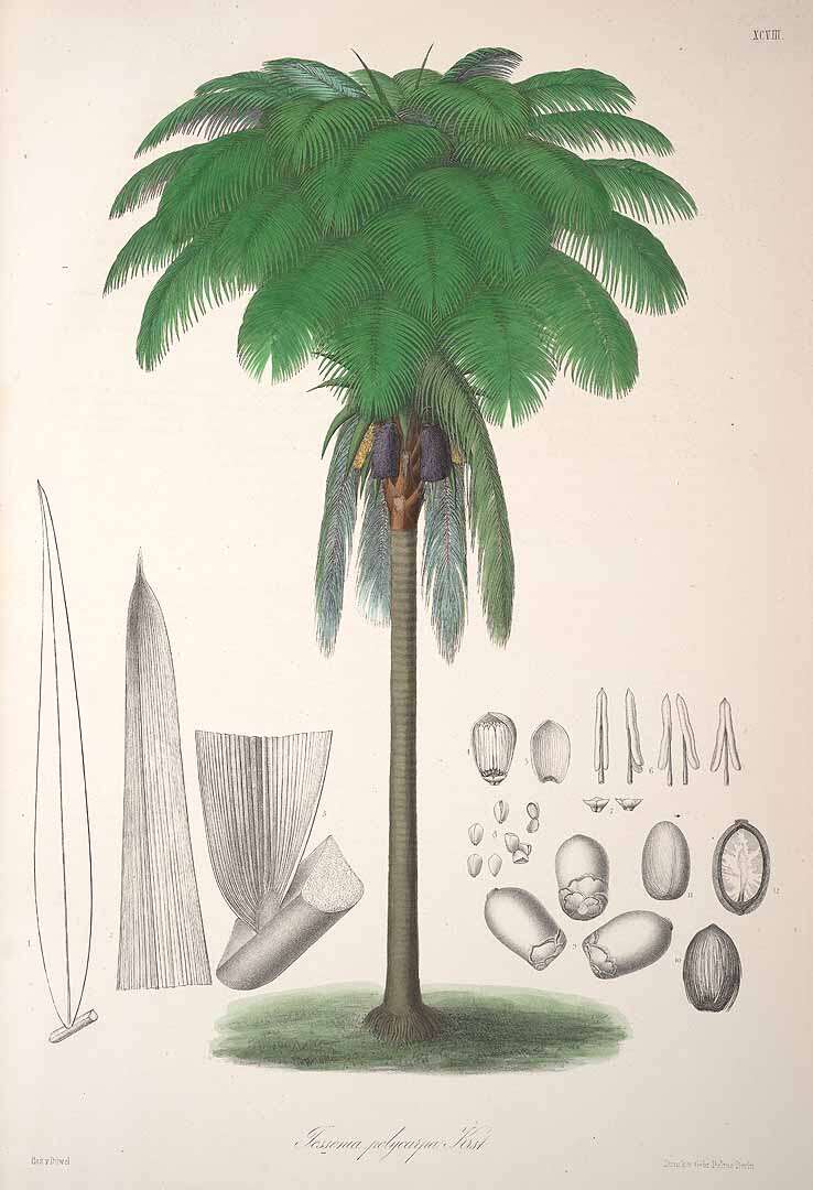 Image of Oenocarpus bataua Mart.