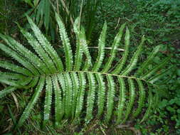 Image of Hottentot Fern