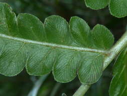 Image of Hottentot Fern