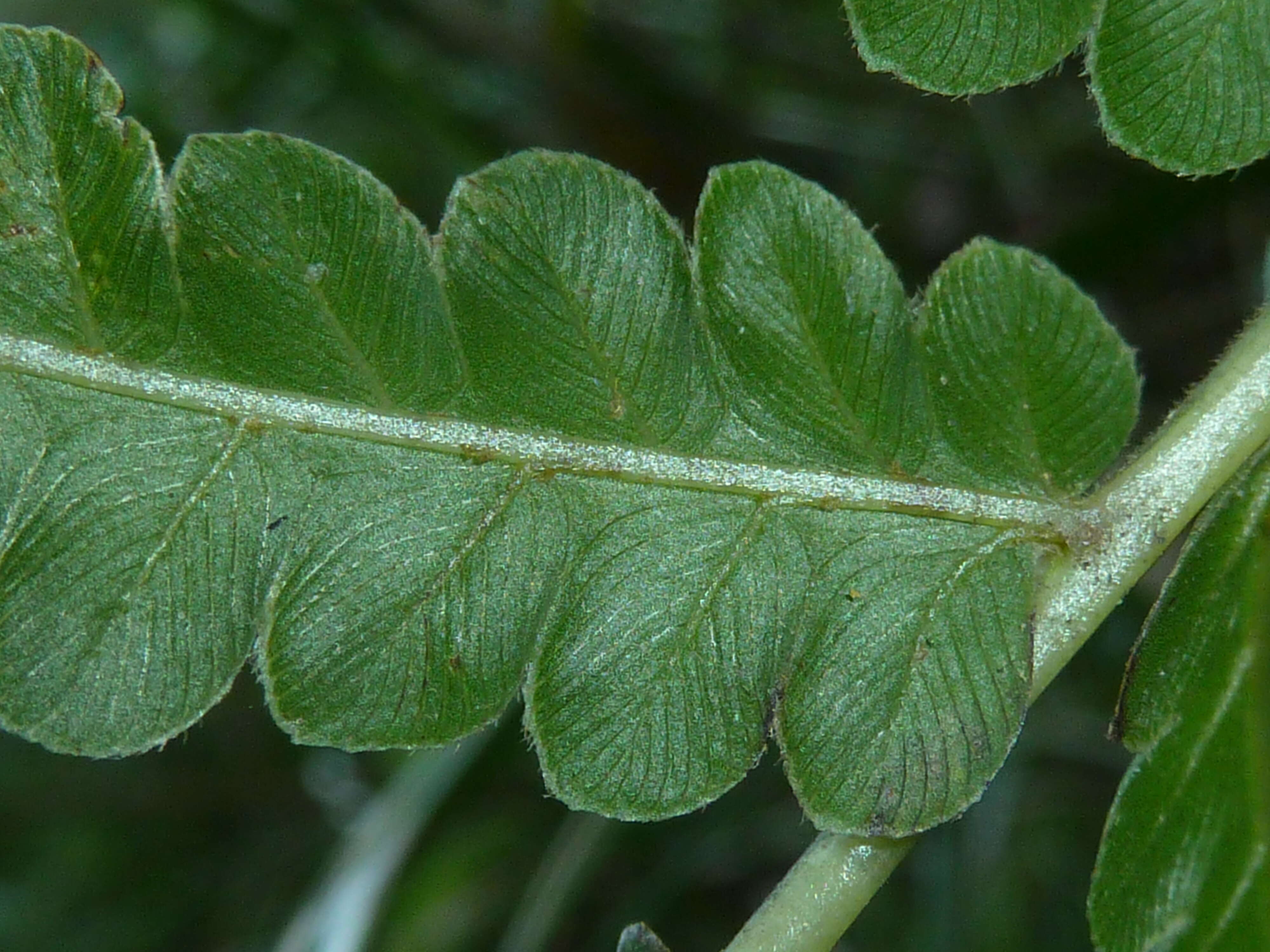 Image of Hottentot Fern