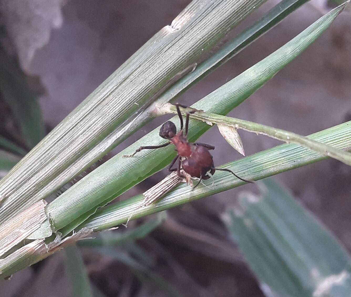 Image of Acromyrmex heyeri (Forel 1899)