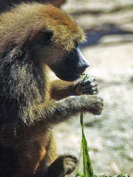 Image of Guinea Baboon