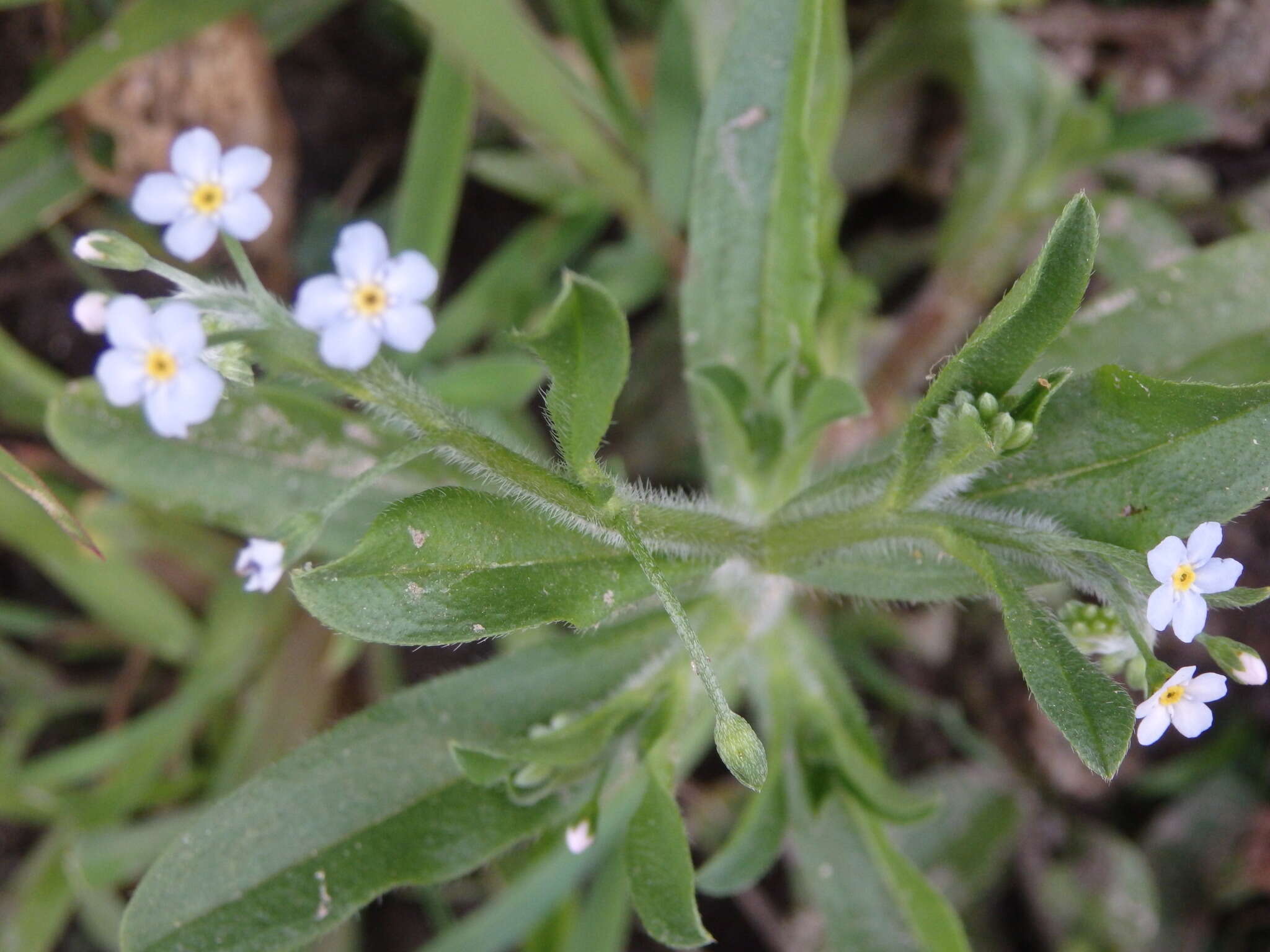 Plancia ëd Myosotis welwitschii Boiss. & Reuter