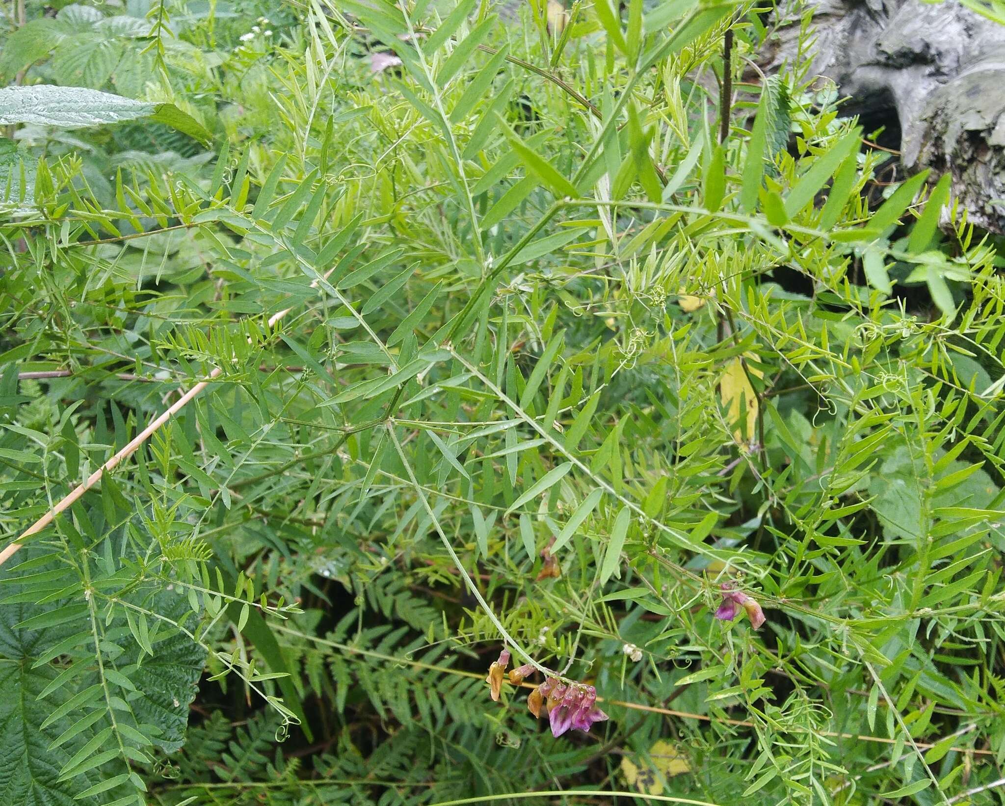 Imagem de Vicia megalotropis Ledeb.