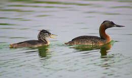 Image of Great Grebe