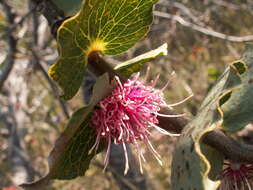 Image of pincushion tree