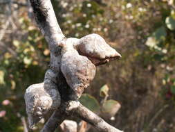 Image of Hakea cucullata R. Br.