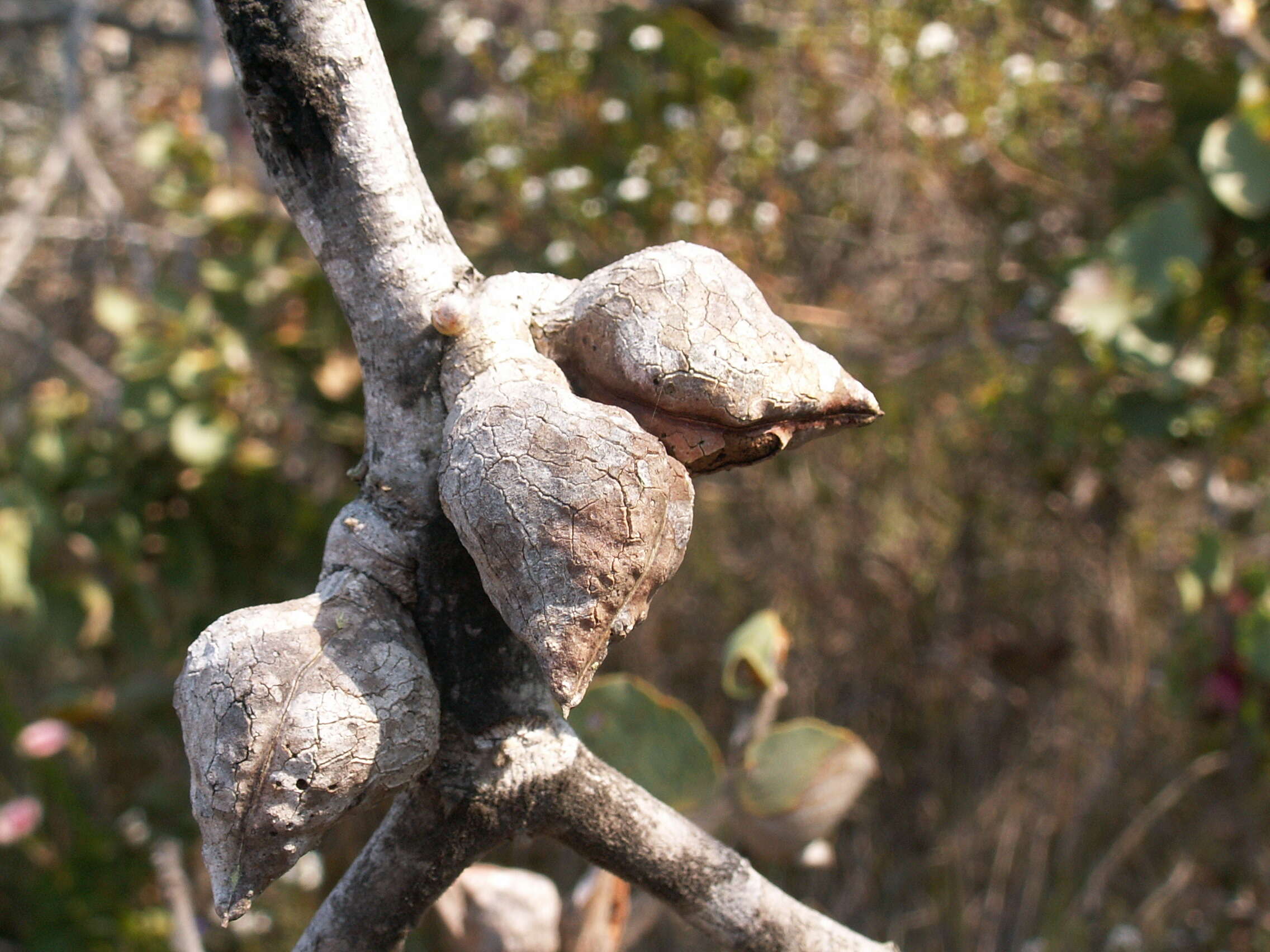 Image of Hakea cucullata R. Br.