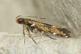 Image of Argolamprotes micella