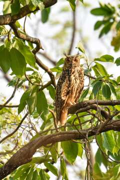 Image of Indian Eagle-Owl