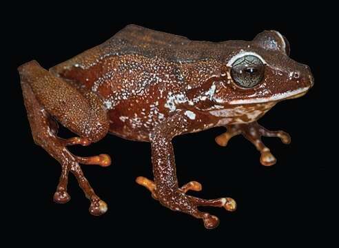 Image of Pristimantis jamescameroni Kok 2013