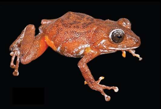 Image of Pristimantis jamescameroni Kok 2013