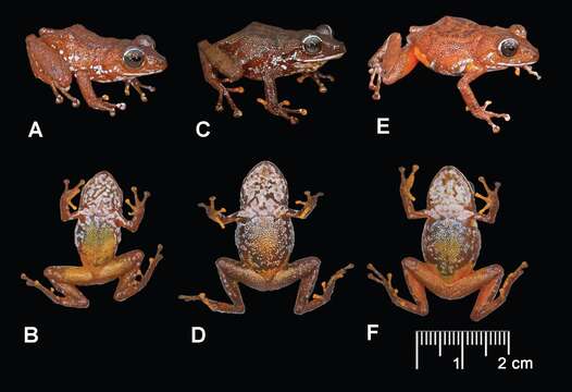 Image of Pristimantis jamescameroni Kok 2013