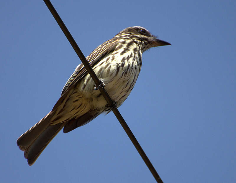 Imagem de Myiodynastes maculatus (Müller & Pls 1776)