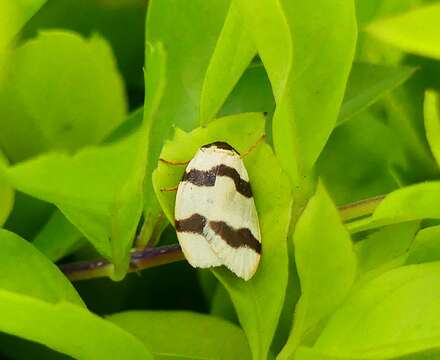 صورة Padenia transversa Walker 1854