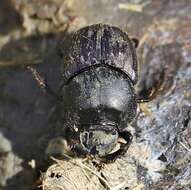 Image of Onthophagus illyricus (Scopoli 1763)