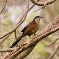 Plancia ëd Centropus senegalensis (Linnaeus 1766)