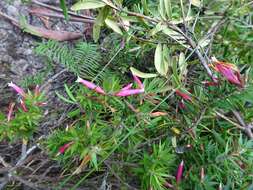 Image of Epacris calvertiana F. Muell.