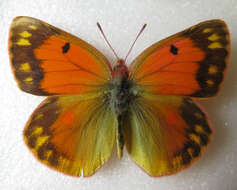 Image of Colias staudingeri Alphéraky 1881