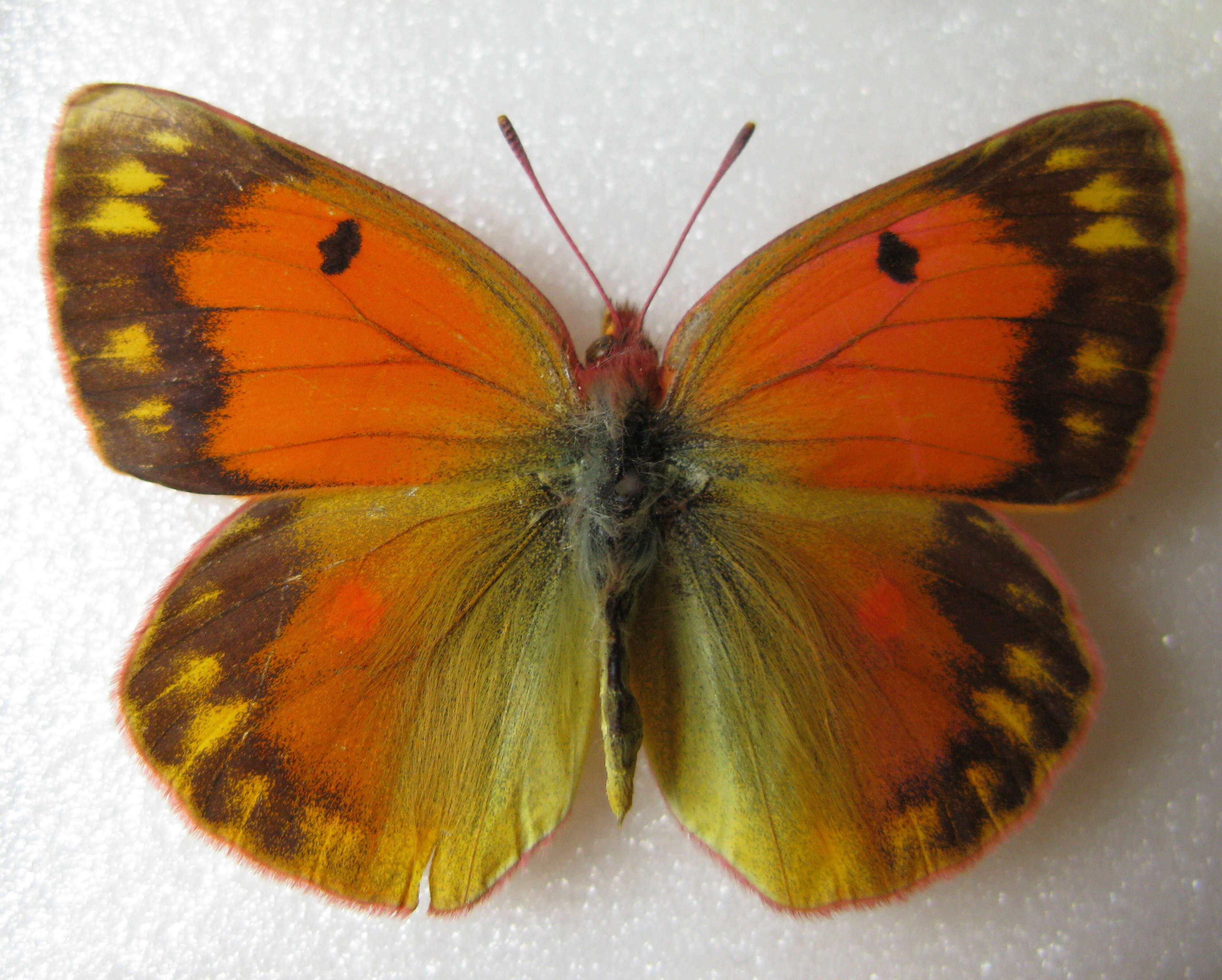 صورة Colias staudingeri Alphéraky 1881