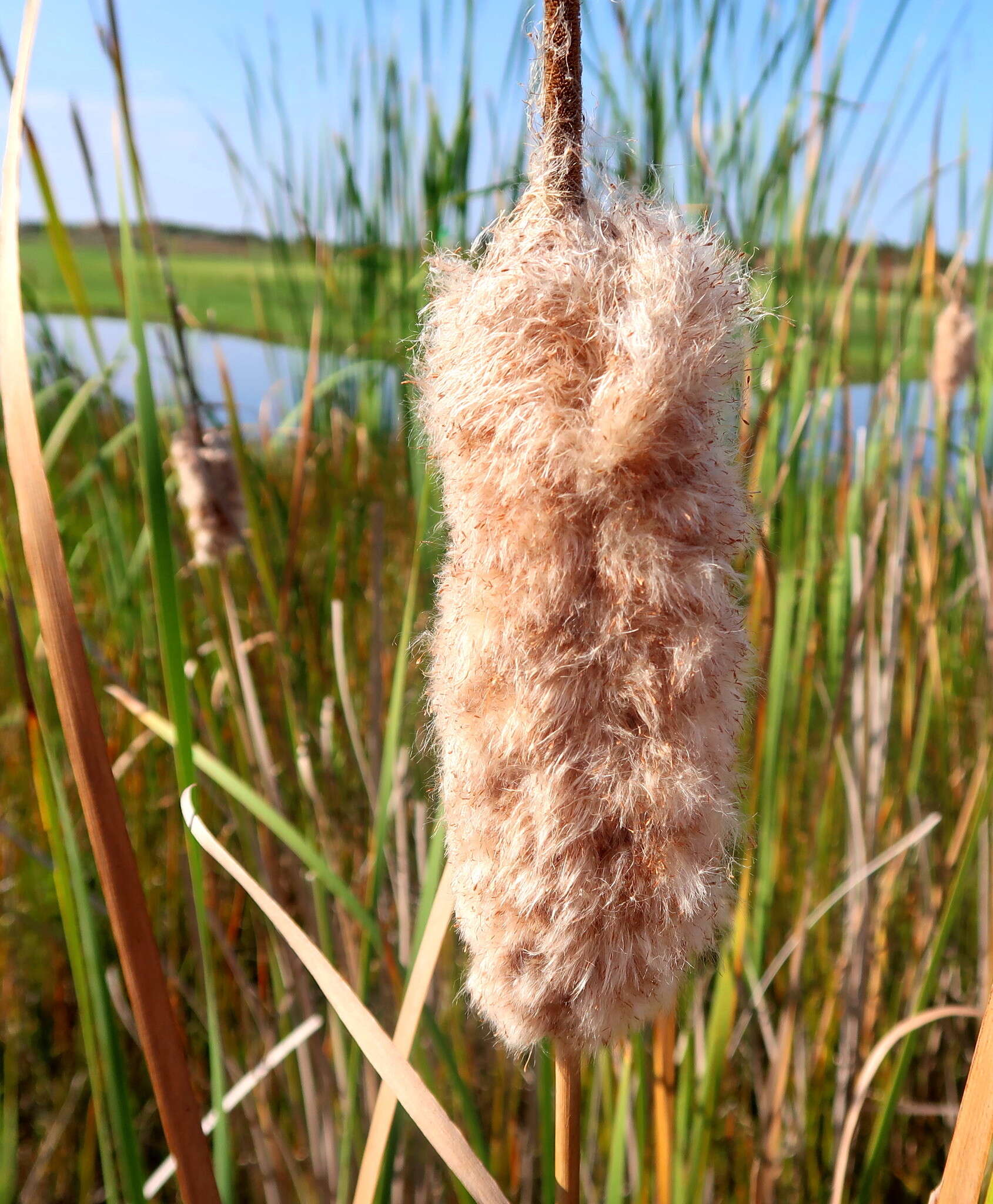 Image de Typha capensis (Rohrb.) N. E. Br.