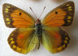 صورة Colias staudingeri Alphéraky 1881