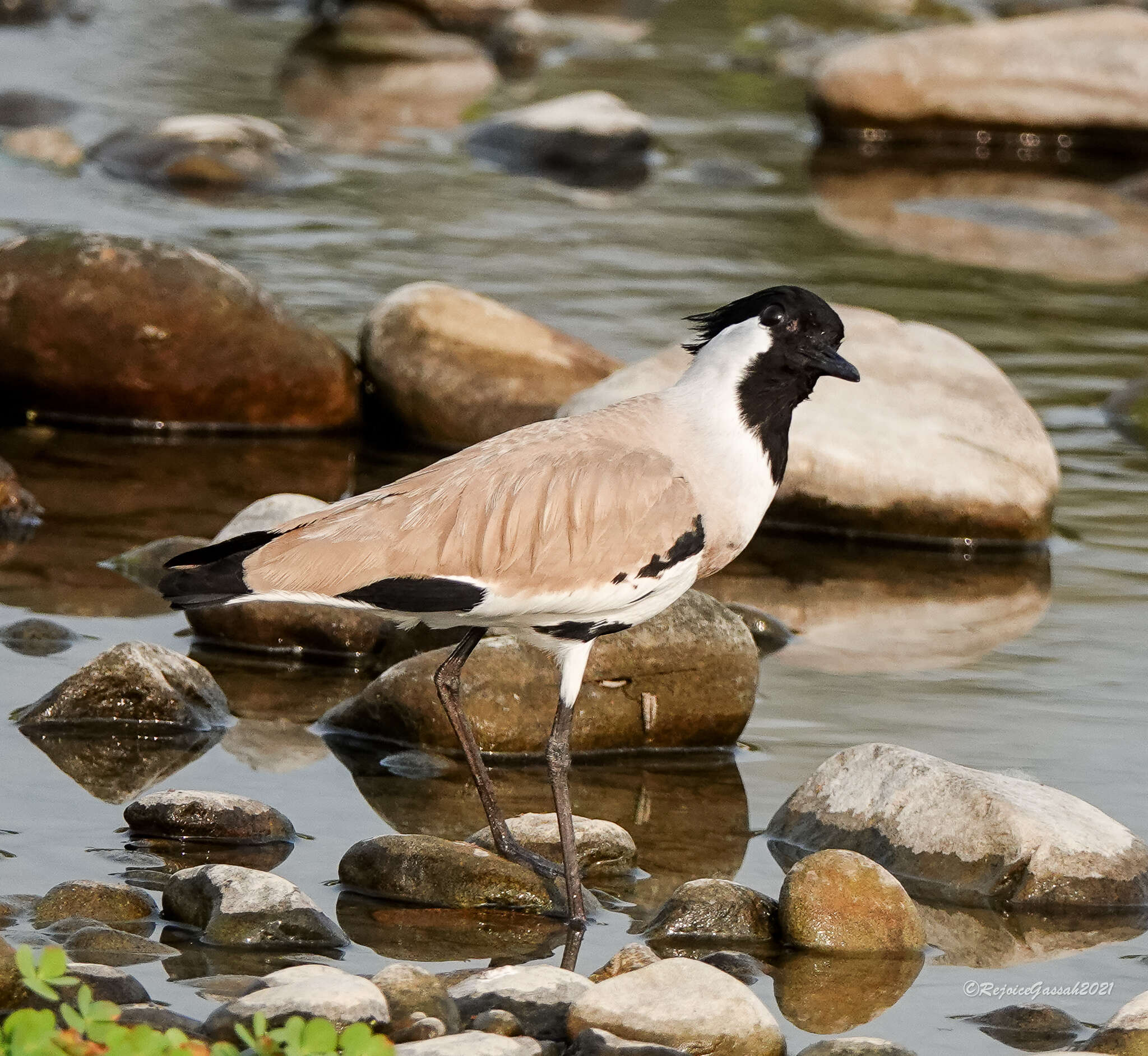 Image of River Lapwing