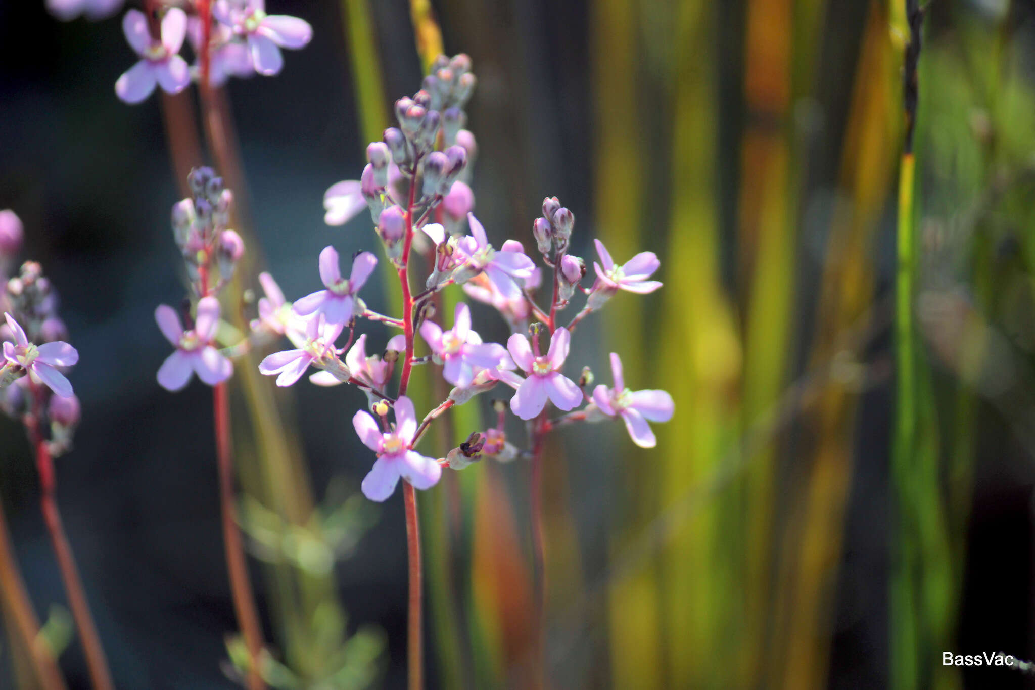 Stylidium brunonianum subsp. brunonianum resmi