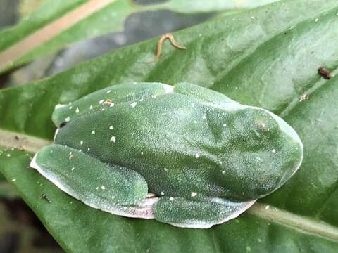 صورة Hyloscirtus palmeri (Boulenger 1908)