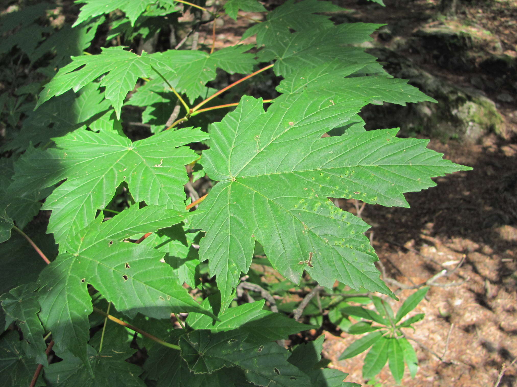 Acer heldreichii subsp. trautvetteri (Medvedev) E. Murray的圖片