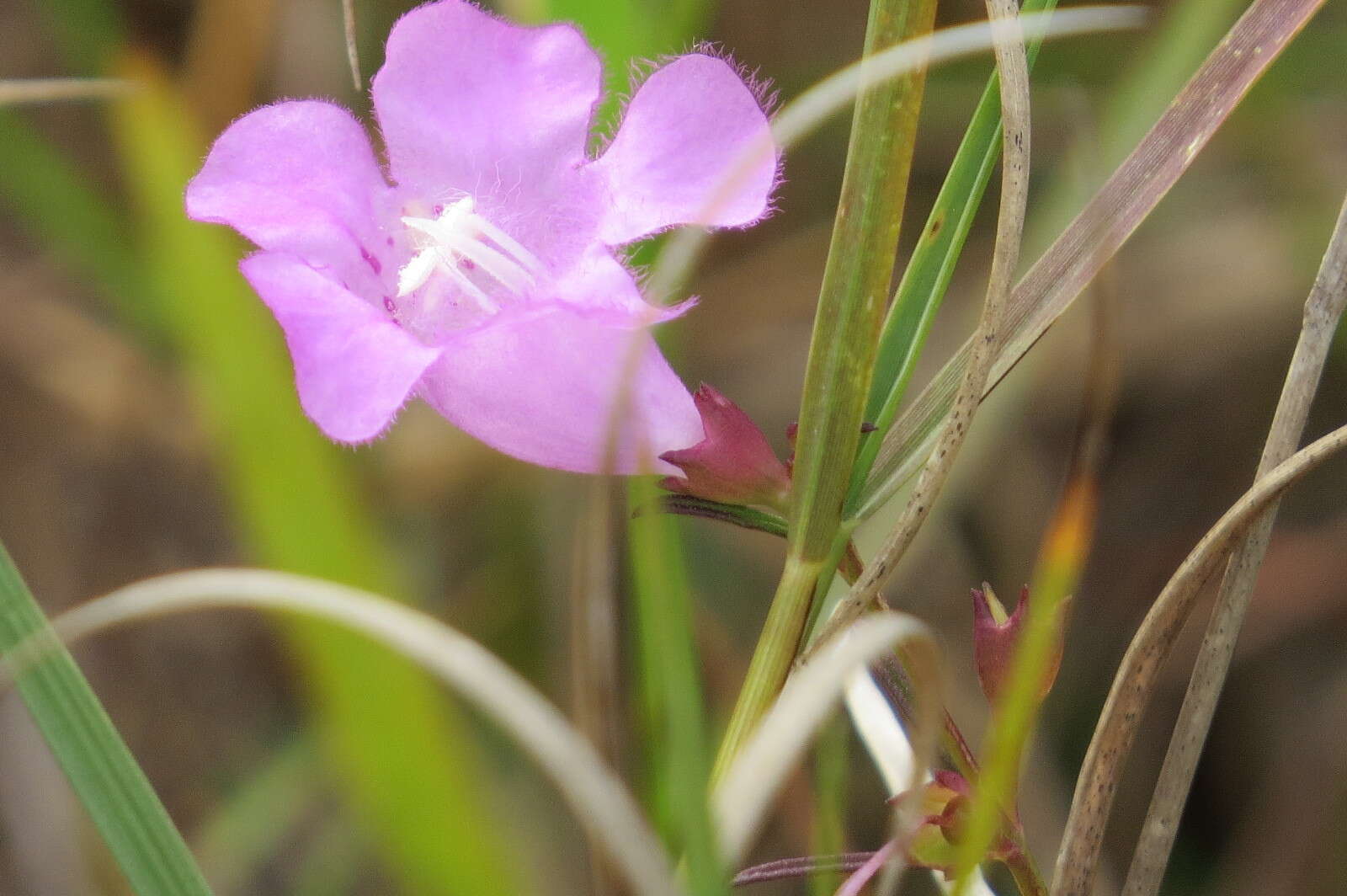 Image of coastal plain false foxglove