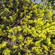 Image of blackmat splashzone moss