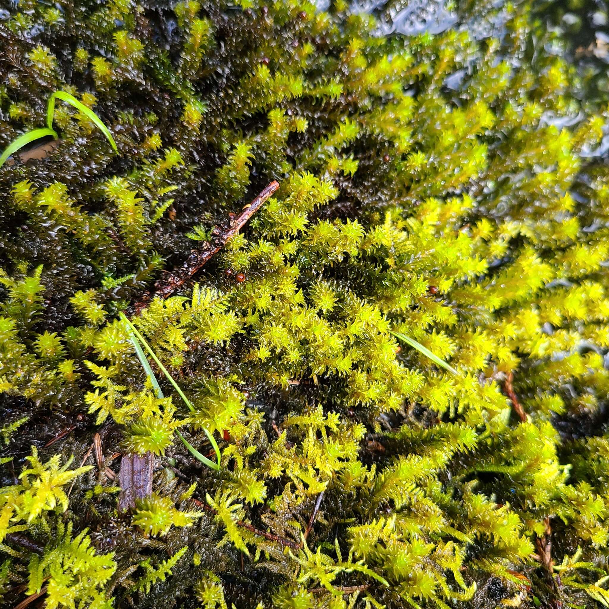 Image of blackmat splashzone moss