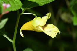 Impatiens davidii Franchet resmi