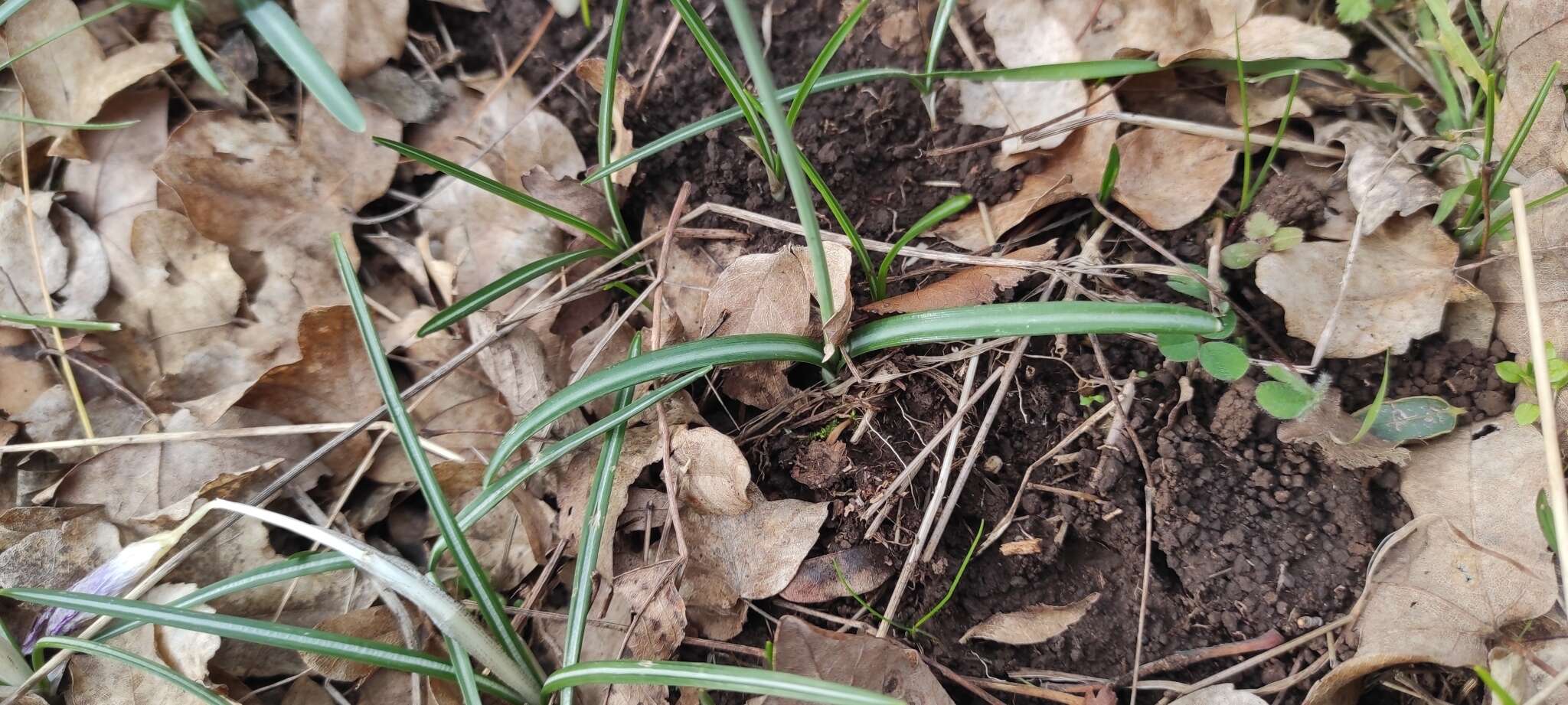 Image of Galanthus reginae-olgae Orph.