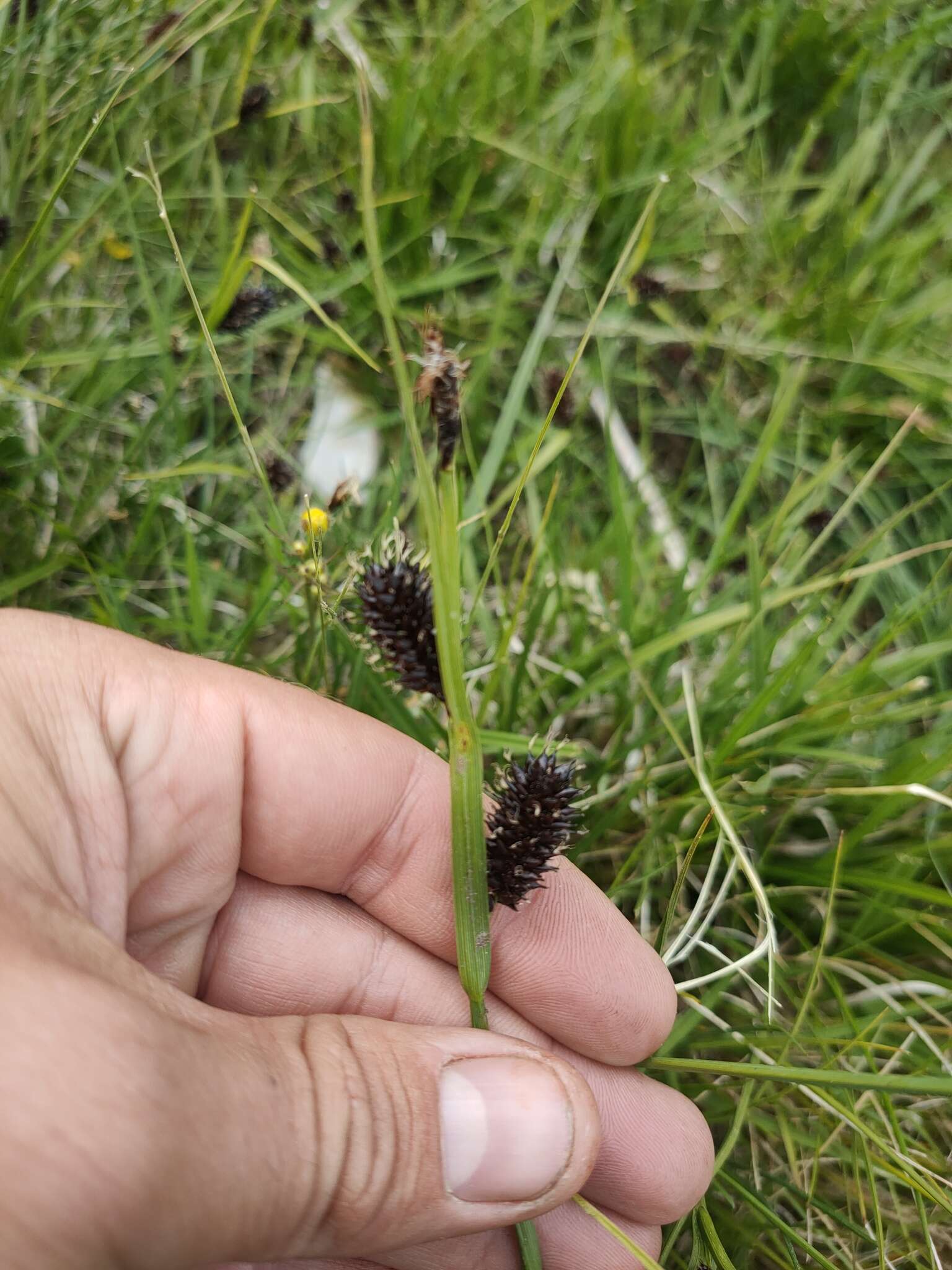 Sivun Carex pamirensis subsp. dichroa Malyschev kuva