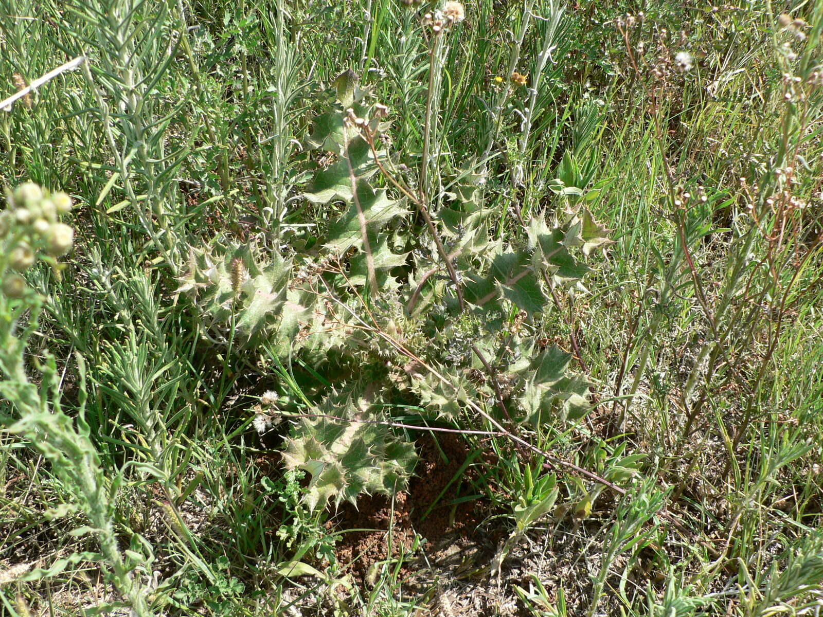 Image of <i>Berkheya <i>onopordifolia</i></i> var. onopordifolia