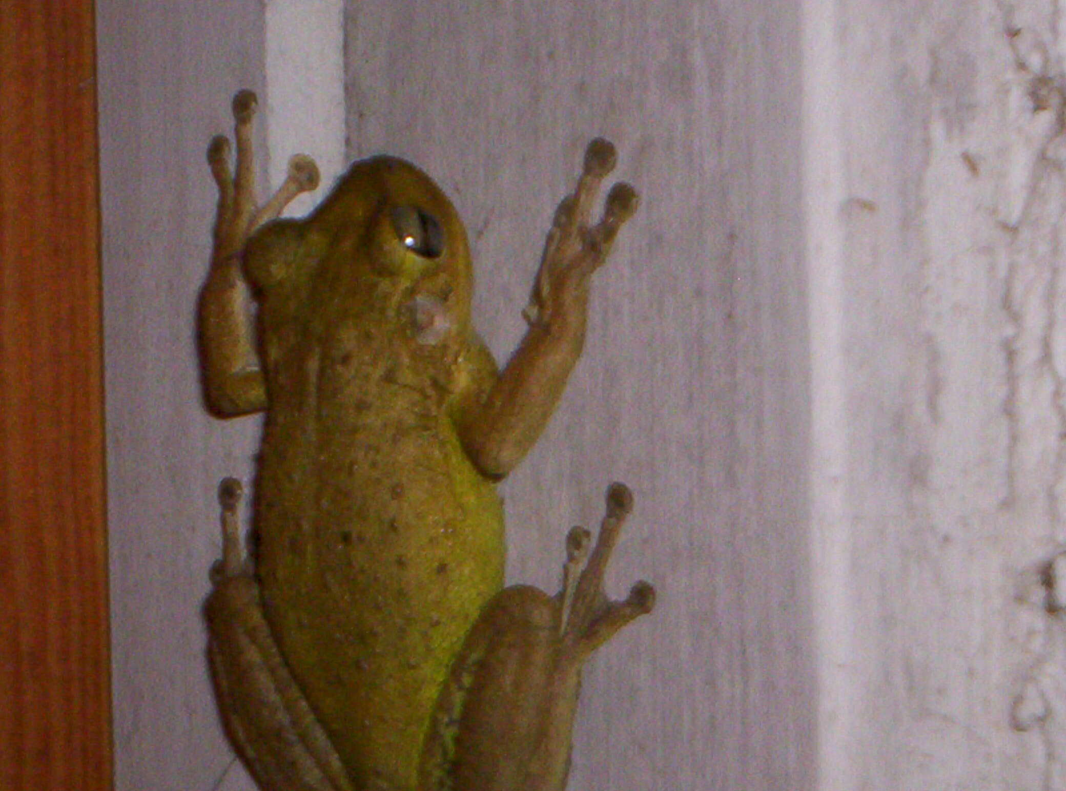 Image of Cuban Treefrog