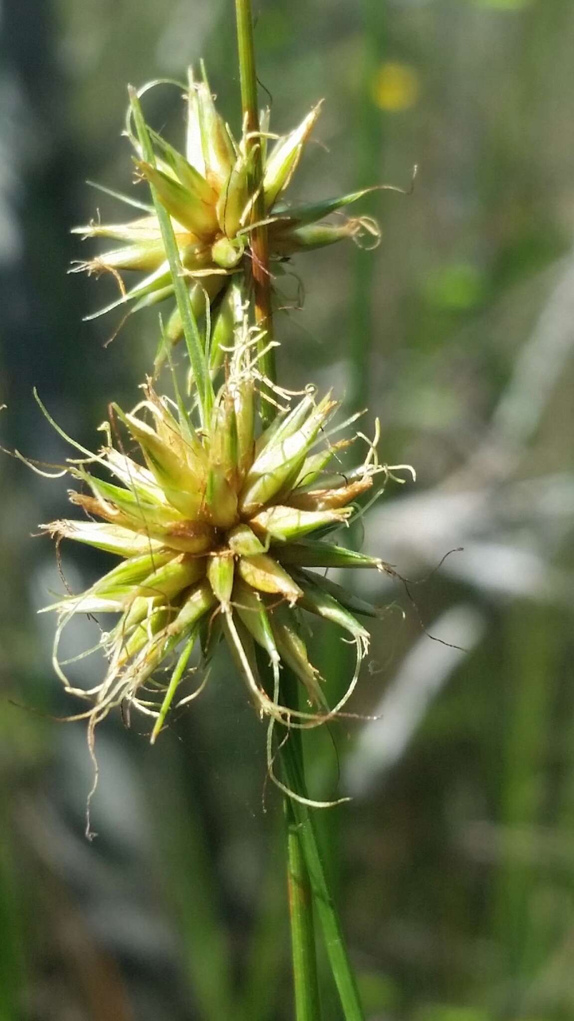 Image of Tracy's Beak Sedge