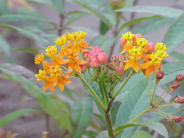 Image de Asclepias curassavica L.