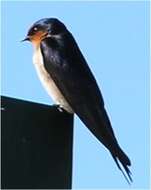 Image of Welcome Swallow