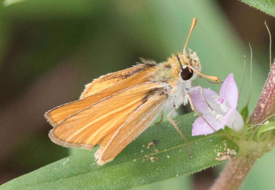 Image de Copaeodes minima Edwards 1870