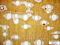 صورة Afzelia bipindensis Harms