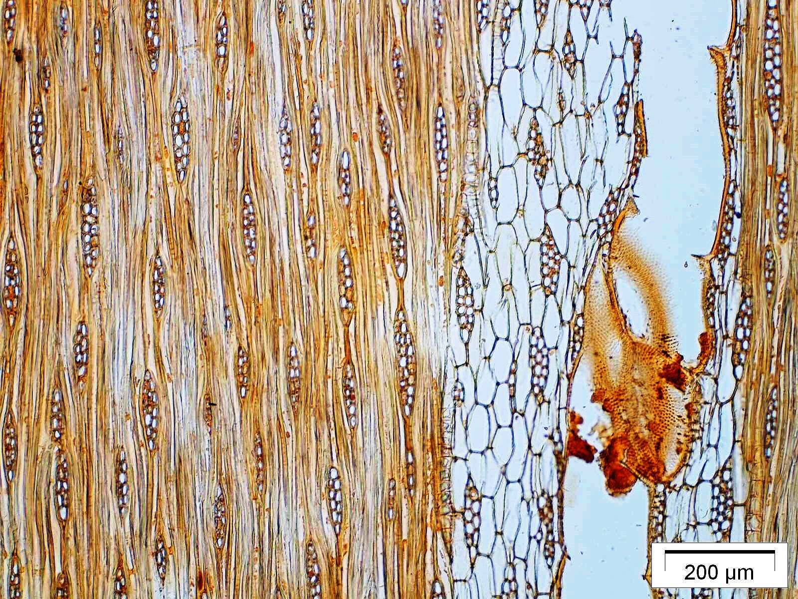 صورة Afzelia bipindensis Harms