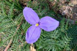 Image of Purple Flag