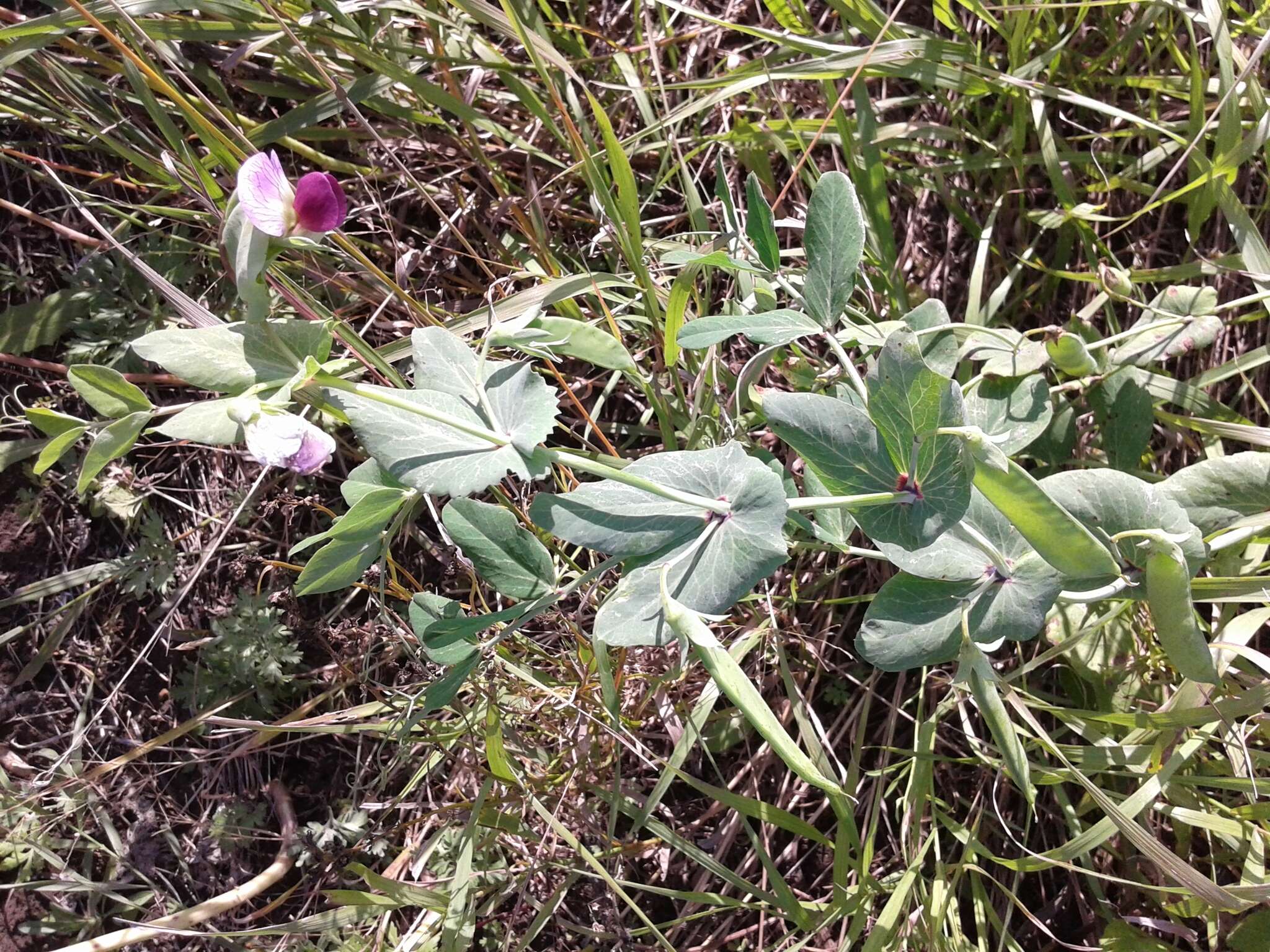 Image of Field pea